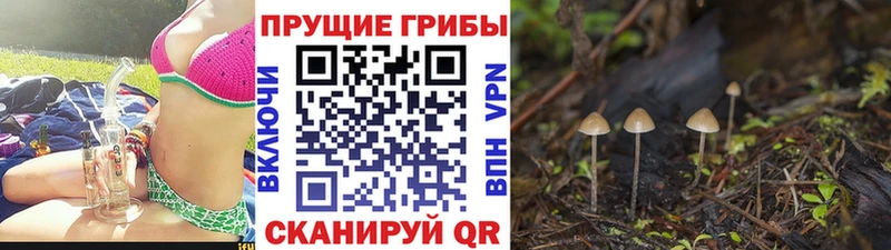 Галлюциногенные грибы Psilocybine cubensis  Углегорск 